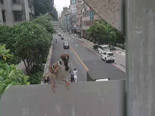 新北市道路  板橋區文化路與民權路 距離0.2公里 氣溫32度