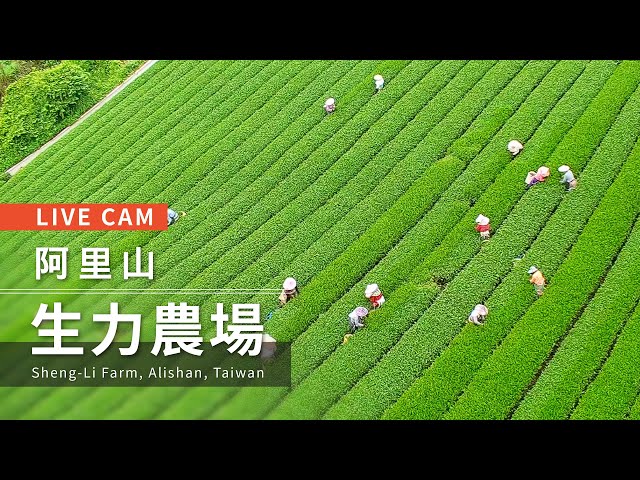 阿里山  生力農場 距離4.2公里 氣溫20.6度