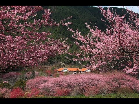 雪霸國家公園  武陵遊憩區 距離7.5公里 氣溫9.9度