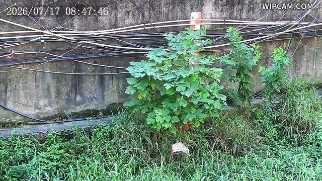 水利署水資源 新北市政府水利局(智慧防汛) 民享橋即時影像